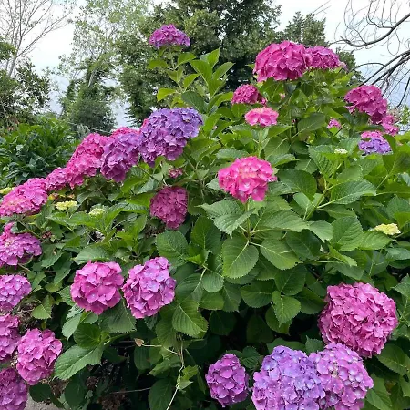 Just Renovated Seaside 80 Meters From The Sea Apartamento Agios Ioannis (Thessaly)